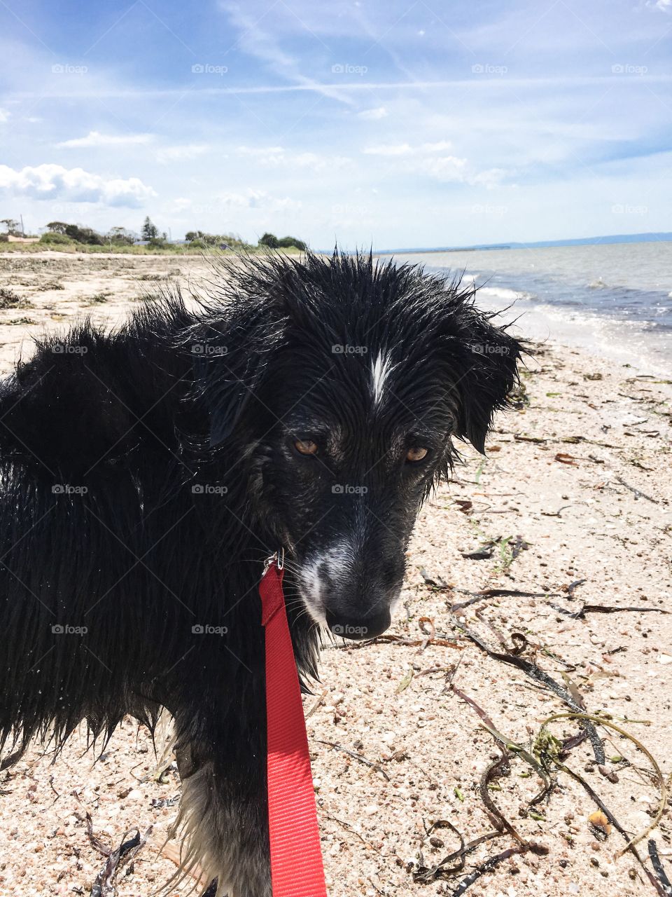 Border collie sheepdog Peter on red leash on walk on beach looking back