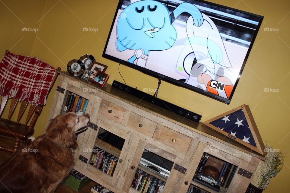 Dog Watching TV