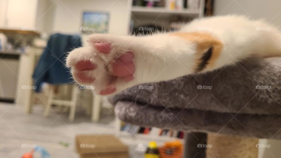 toe beans