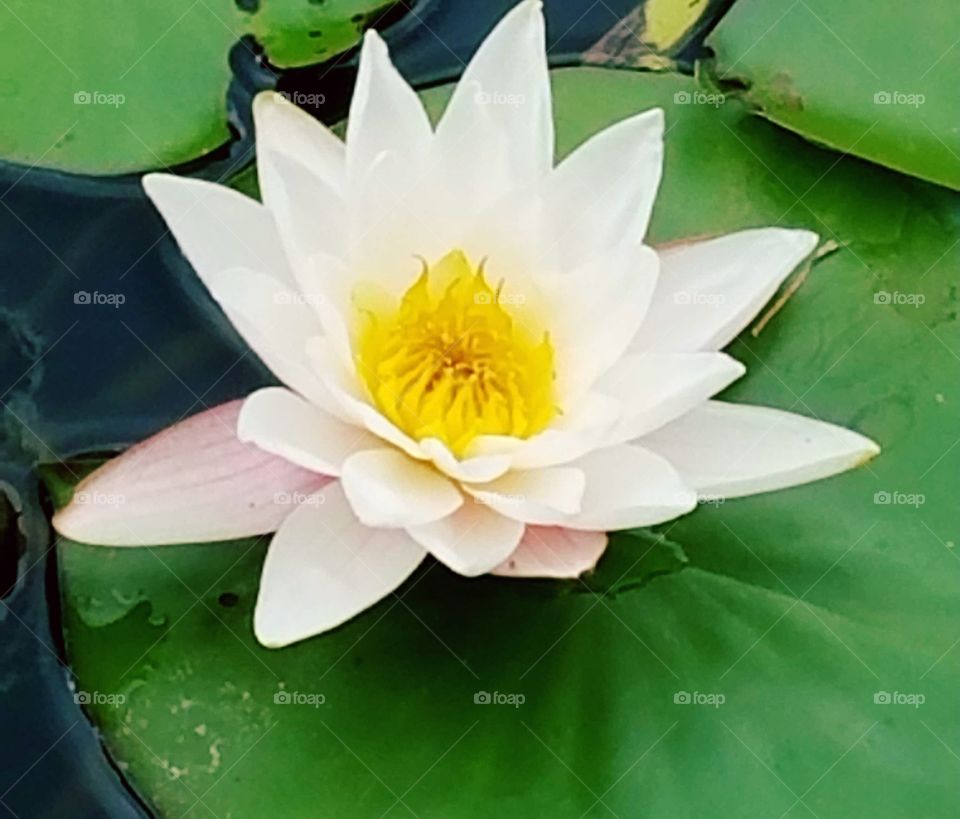 High angle view of white water lily