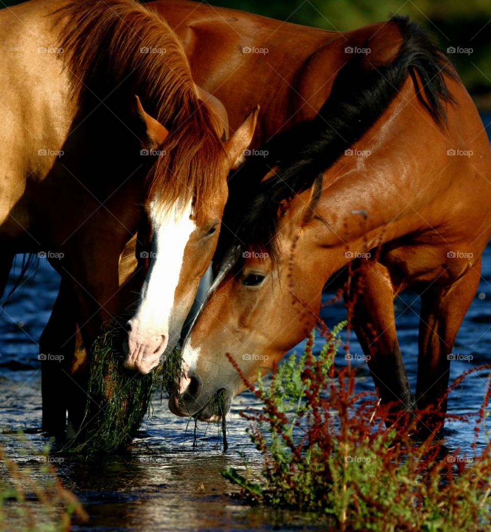 Wild Horses Sharing Eelgrass Breakfast