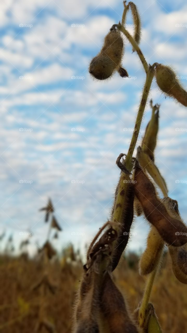 soybeans under a setting sun
