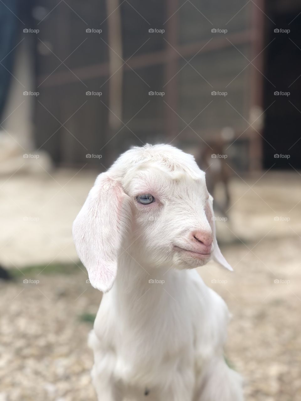 Adorable little goat 