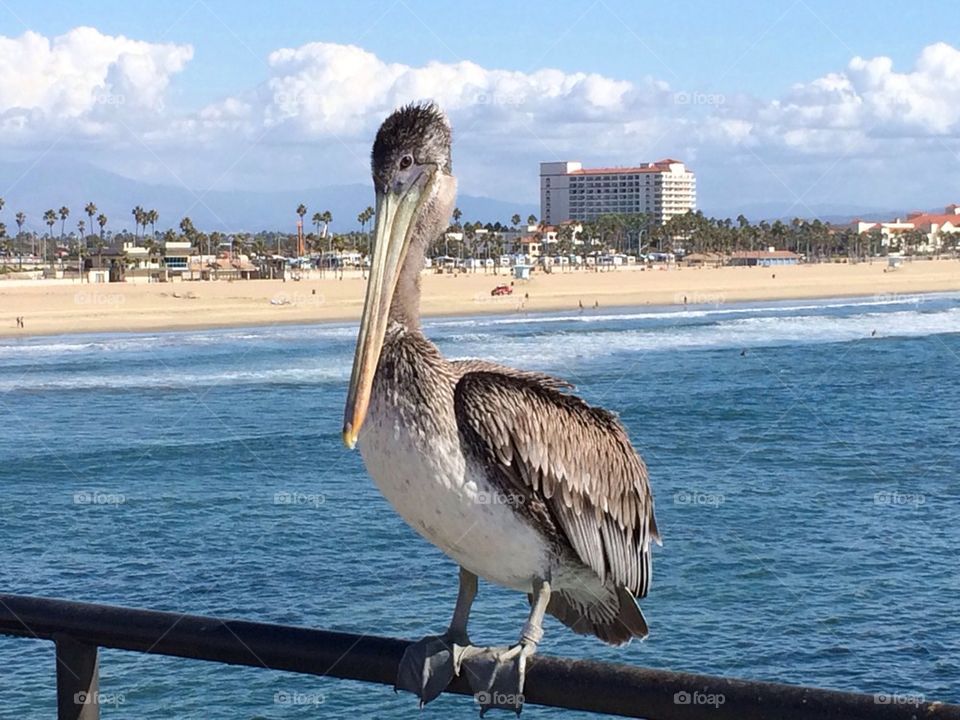 Stork on beach pier