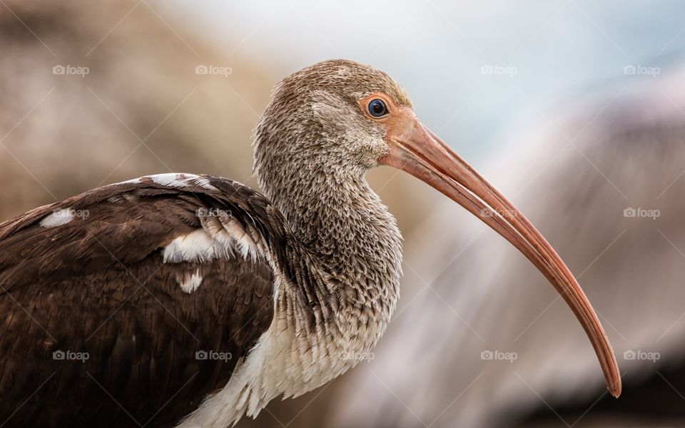 Close-up of ibis bird
