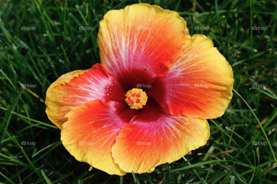 Hibiscus