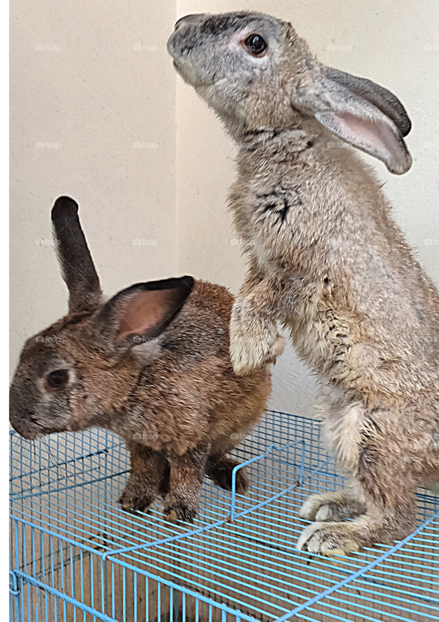 Rabbits || Pair of Rabbits || Thirsty Rabbits ||
