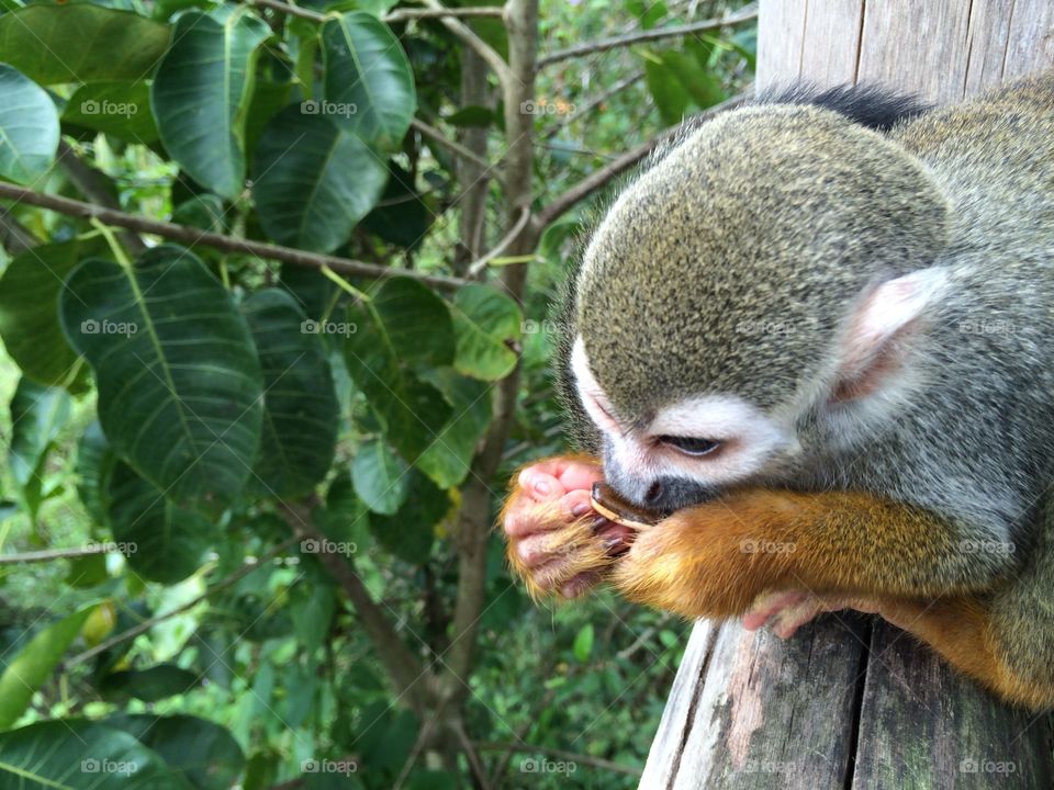 Monkey Snacking