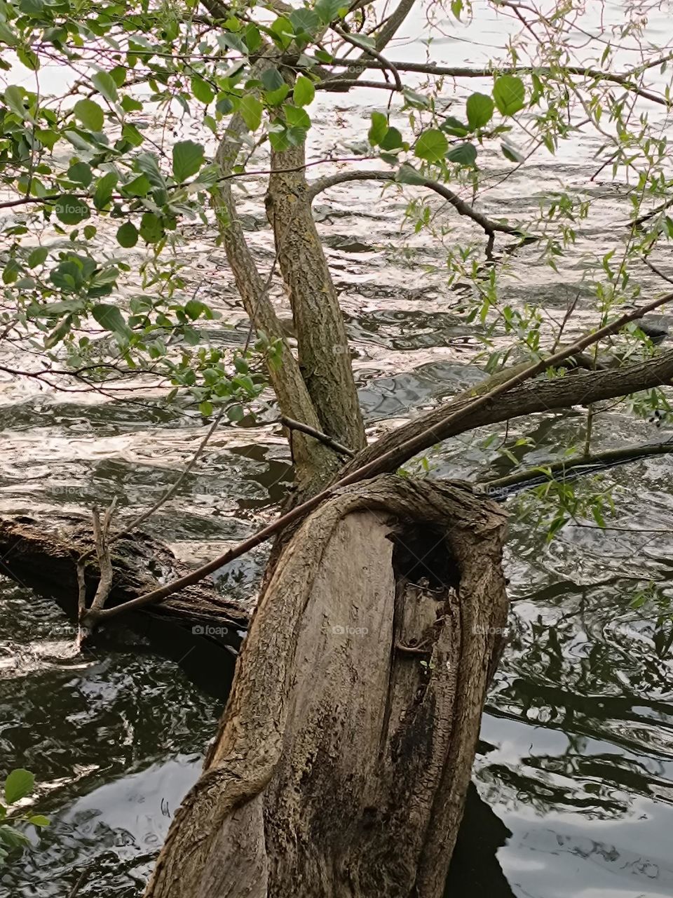 sunset at the edge of the pond