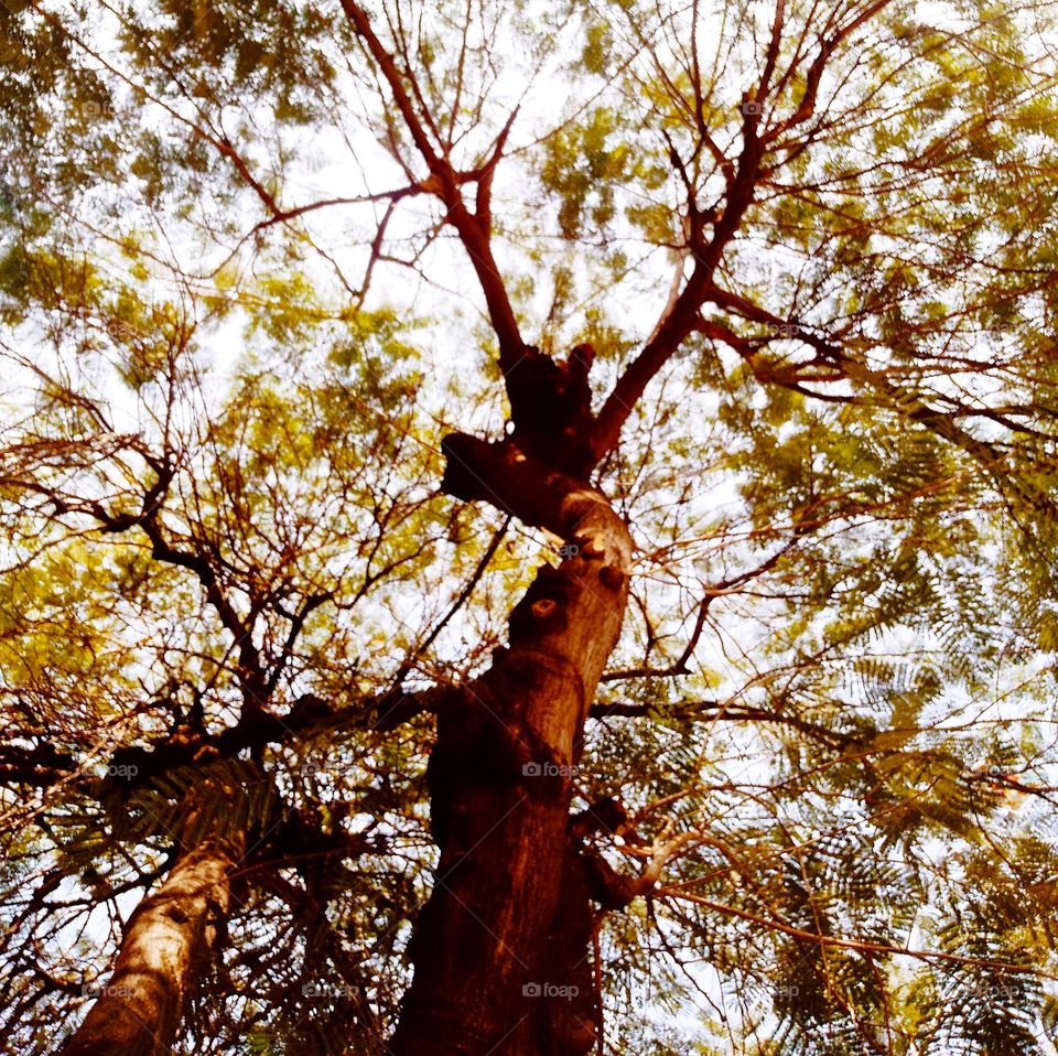Royal Poinciana also called Gulmohar tree photo shoot on Camera