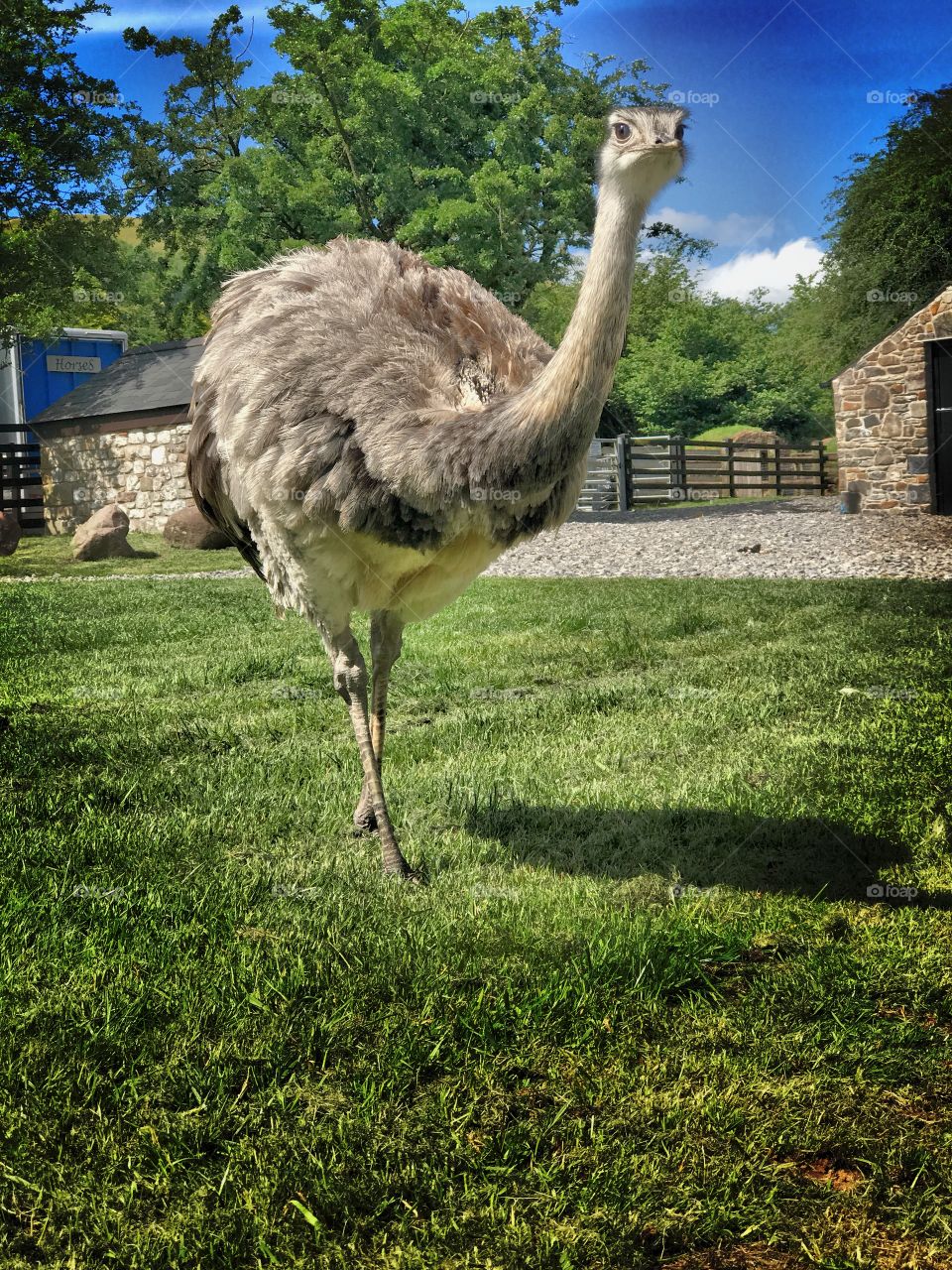 Emu at the farm 