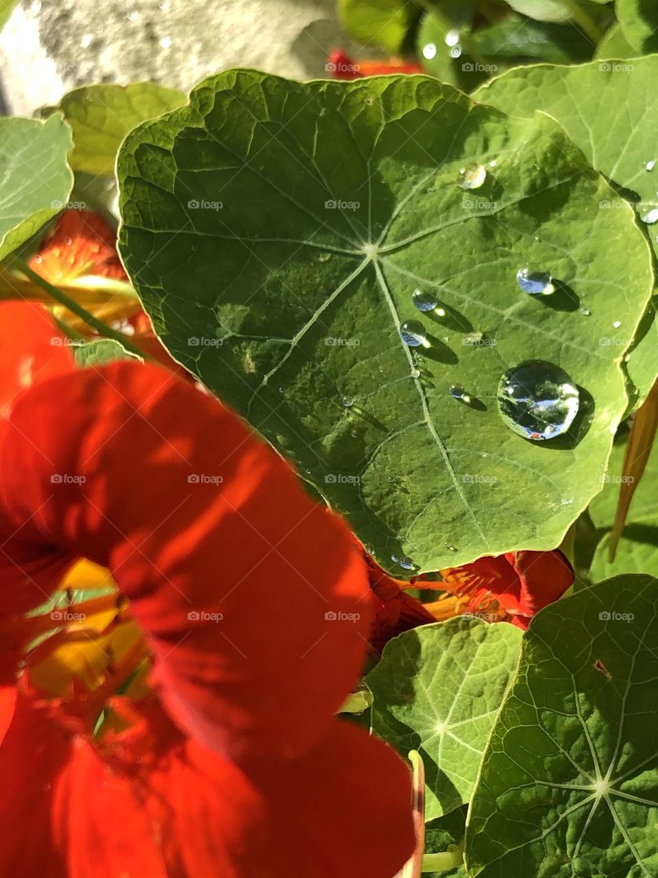 Nasturtium 