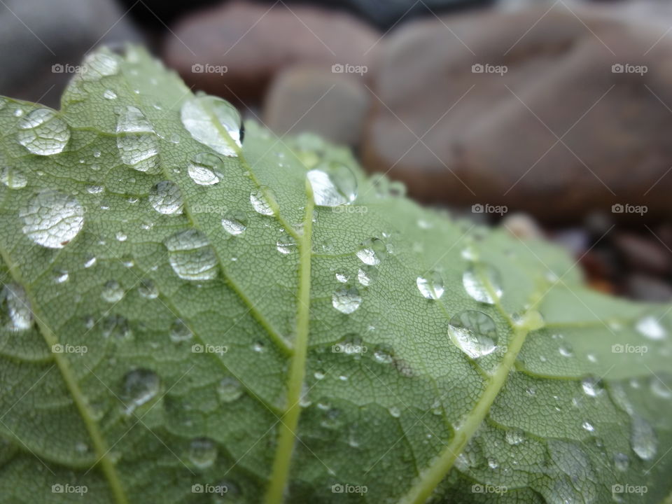 Leaf with raindrops