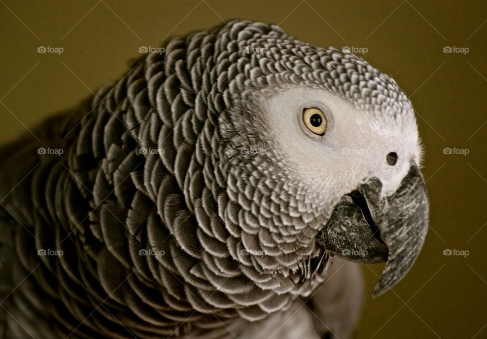 Close-up of a parrot