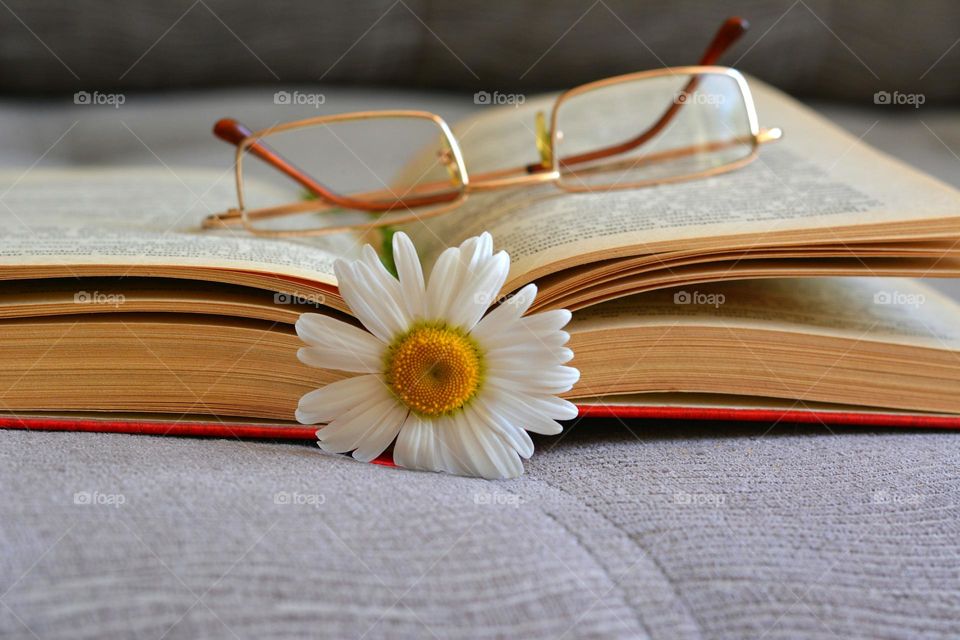 book reading glasses and camomile flower lifestyle