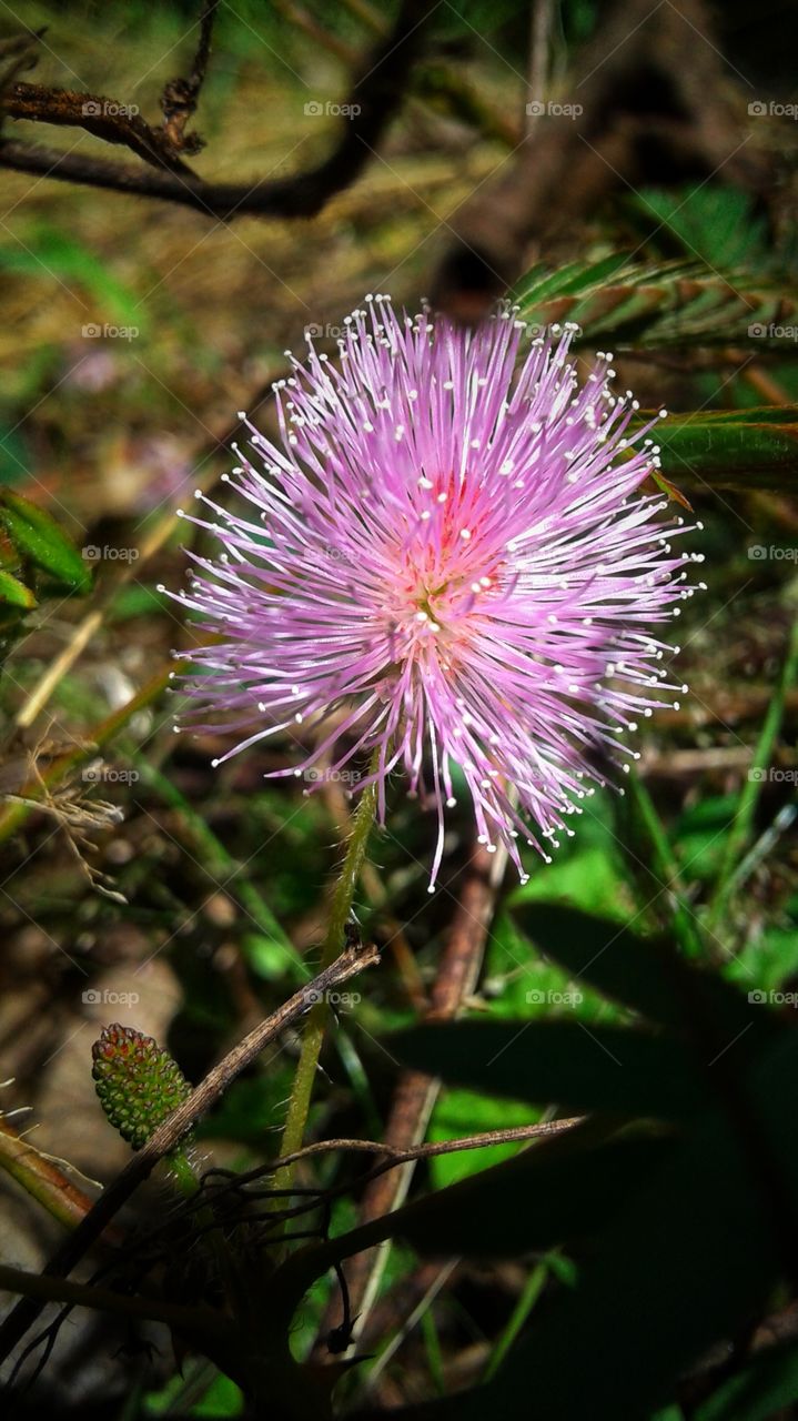 beautiful wild flower