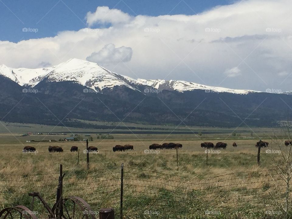 Bison grazing
