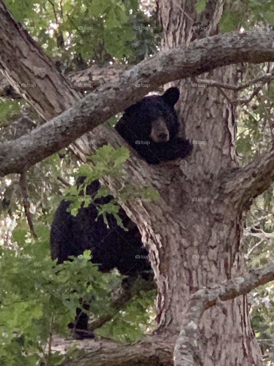 Don’t mess with mama bear