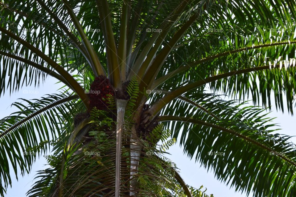 Palm in garden 