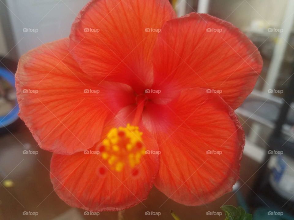 Hawaiian Hibiscus Flower