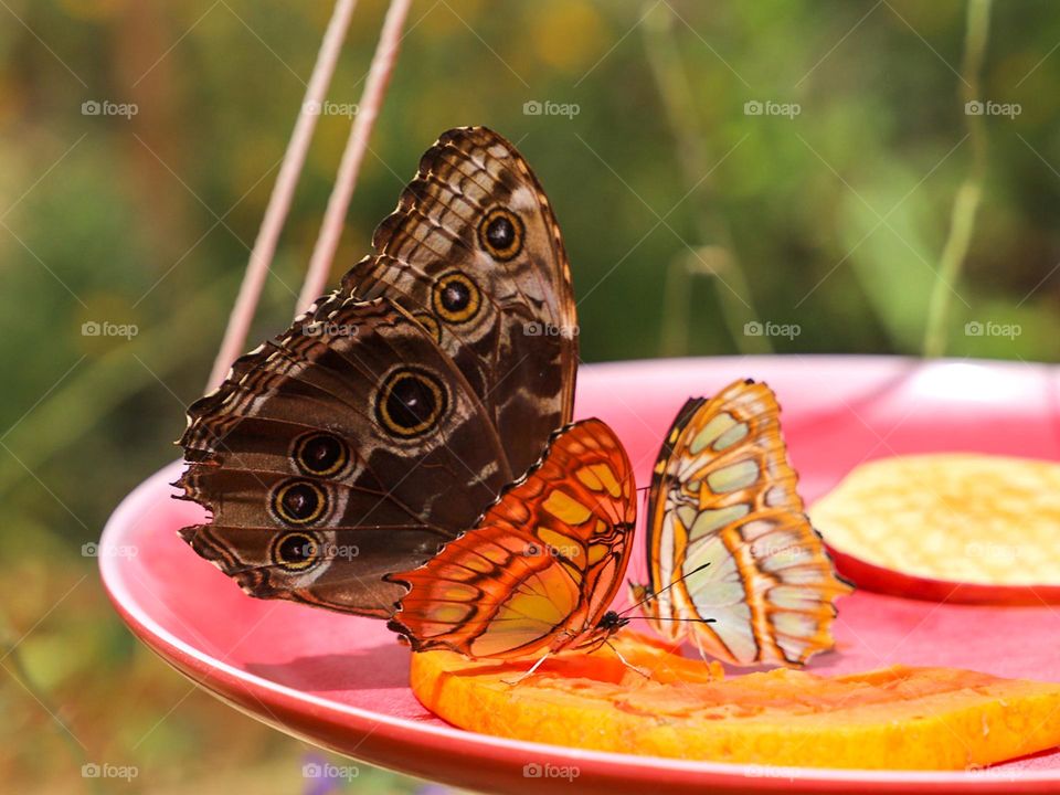 Butterflies at Santa Ana Zoo