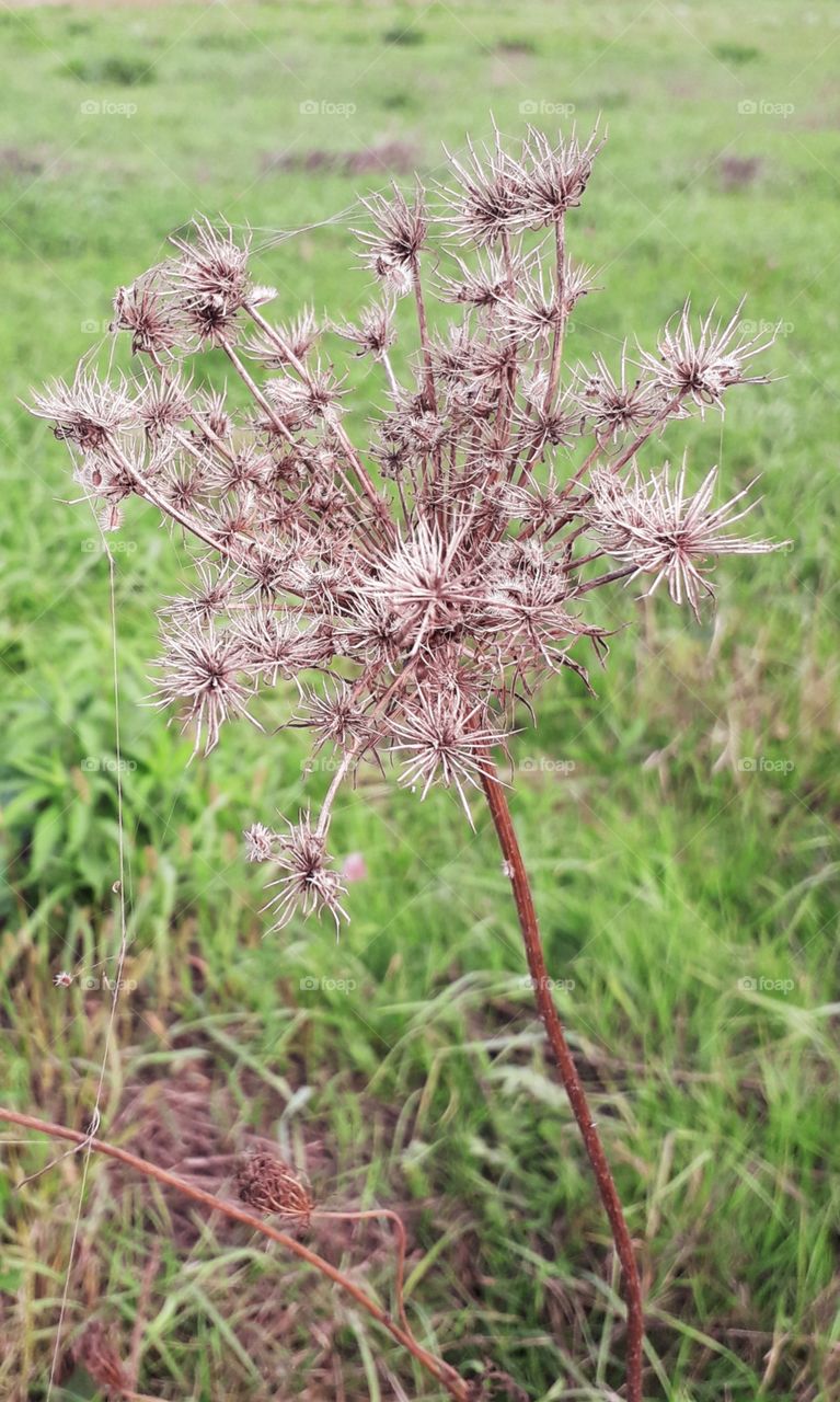 dry brown flower head  with seeds  in  a field