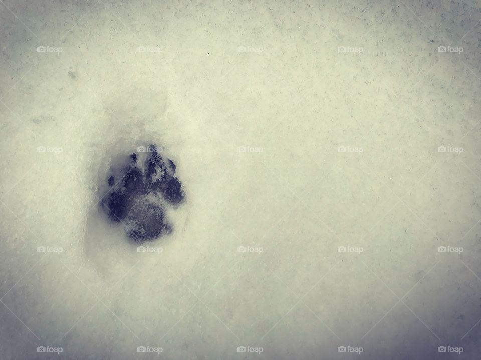 Paw print in the snow 🐾