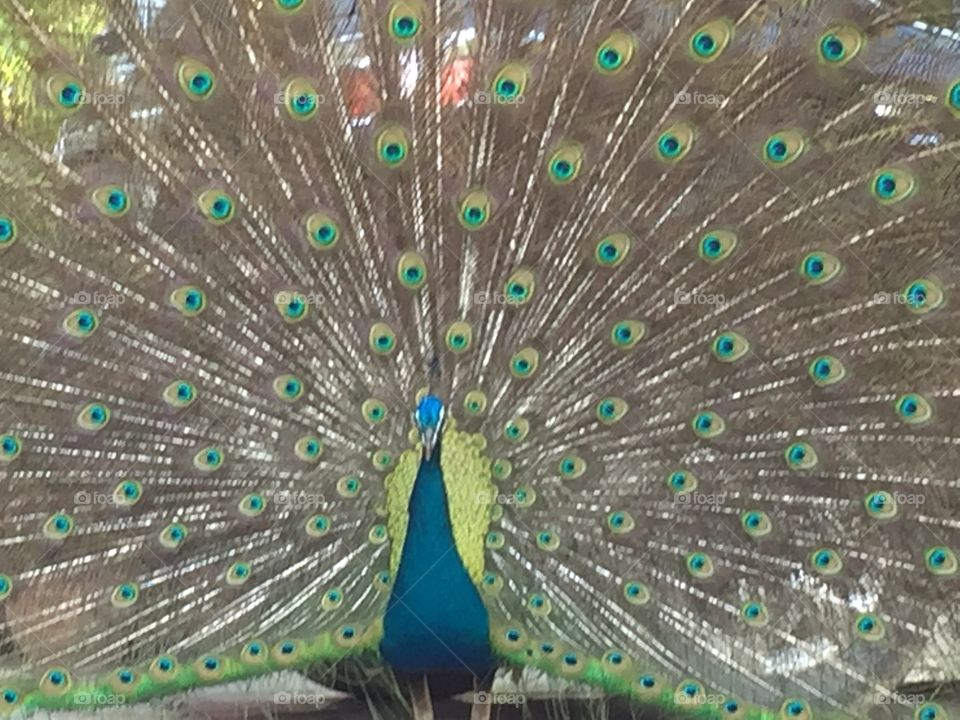 Peacock, Feather, Bird, Peafowl, Exhibition