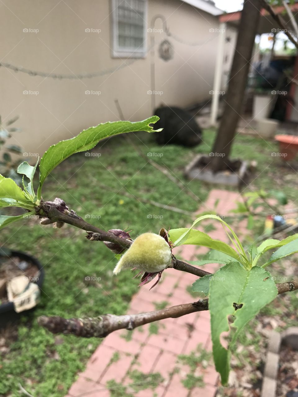 First peach of the season