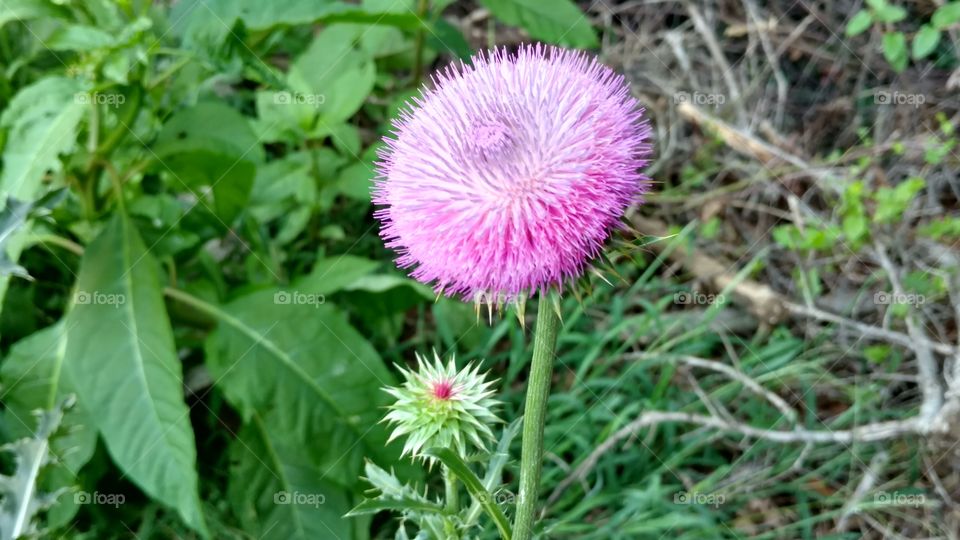 Nature, Flora, Summer, Leaf, No Person