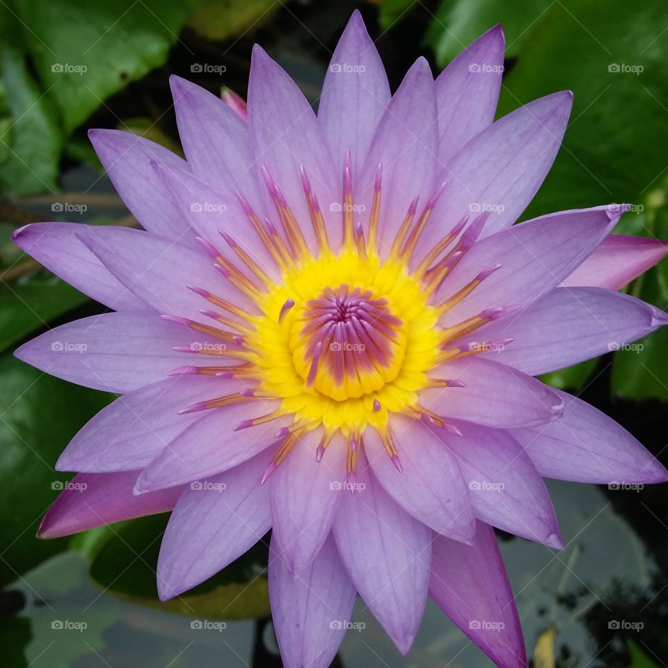beautiful lotus blue flower