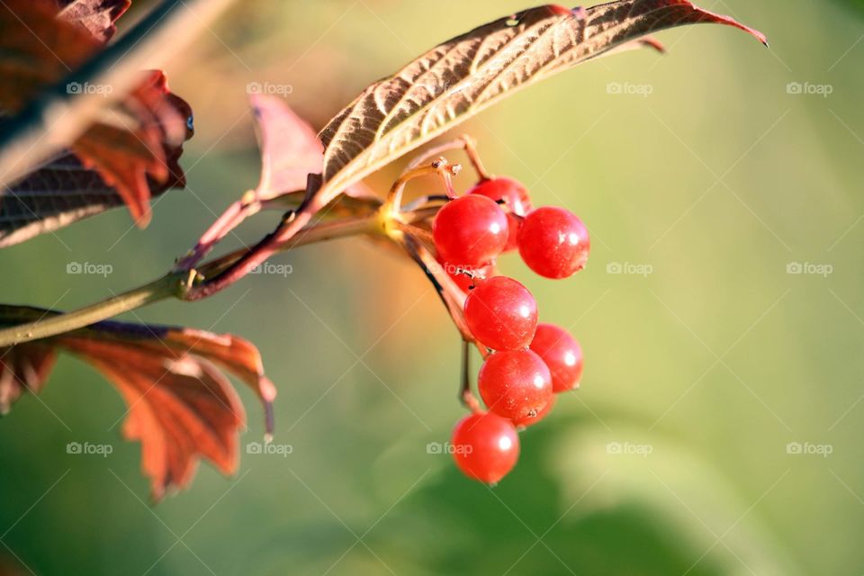 Viburnum berries