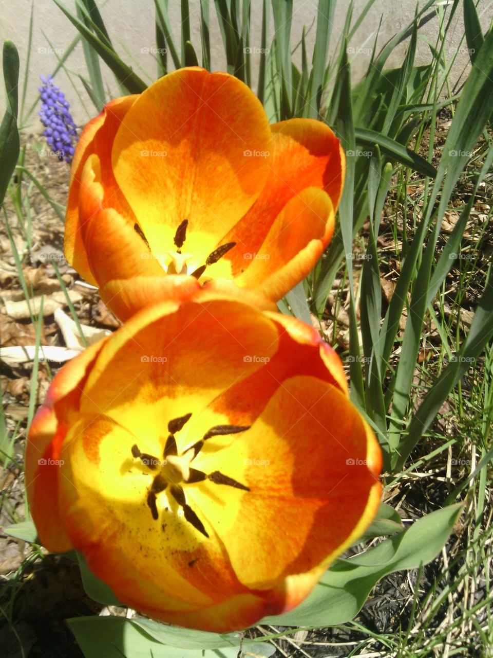 Orange Flower. garden 