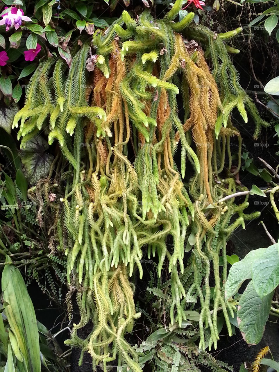 Medusa plants, Euphorbia cabut-medusae, euphorbiaceae, ornamental hemp cactus.
