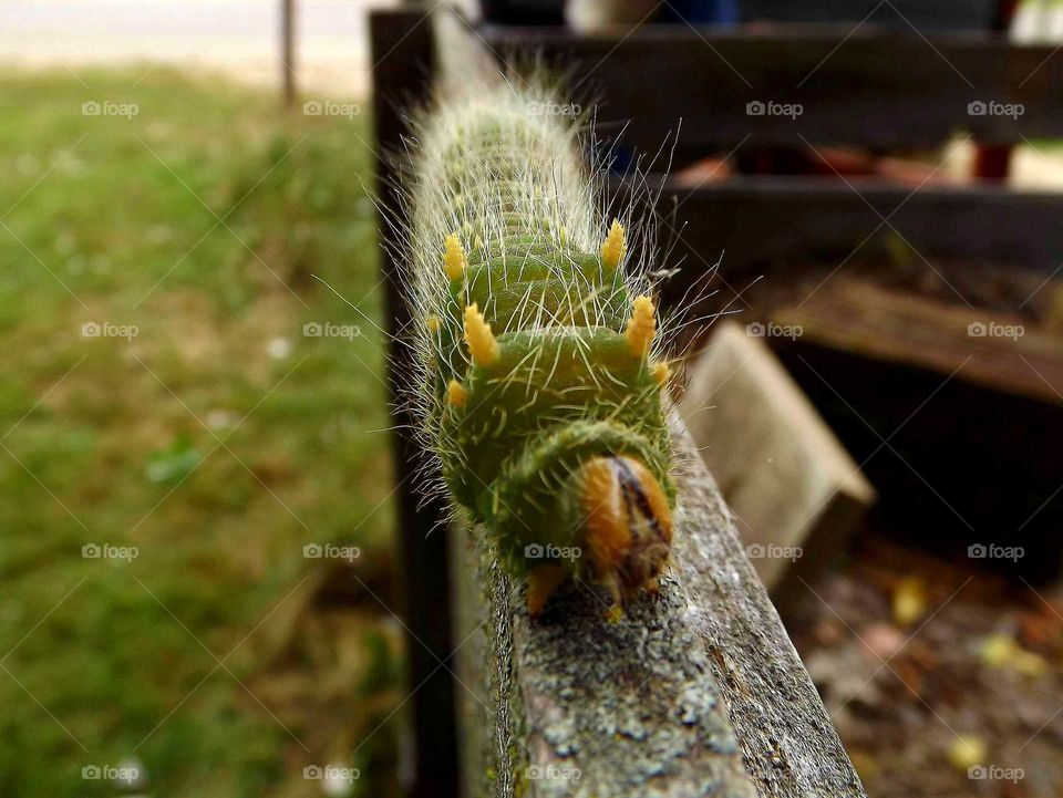 Look at what I found in our yard