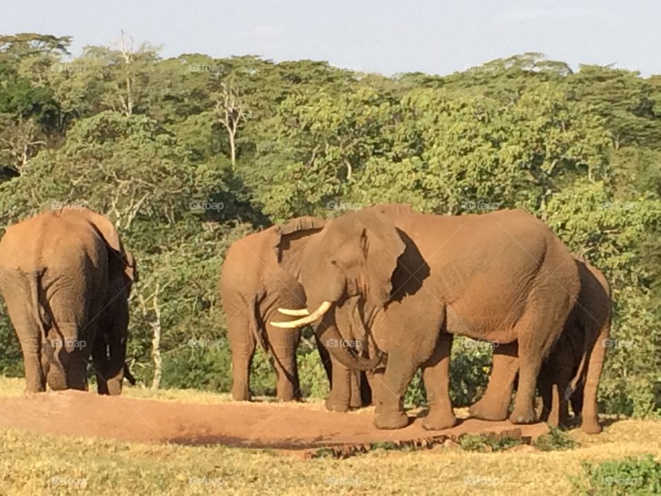Elephant, Wildlife, Mammal, Safari, No Person