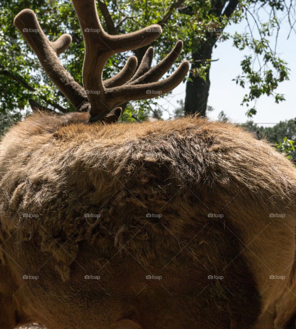 Canadian moose and antlers