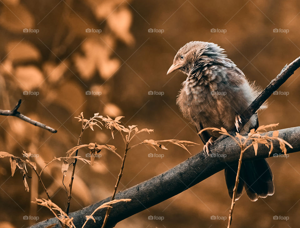 Bird photography  - babbler