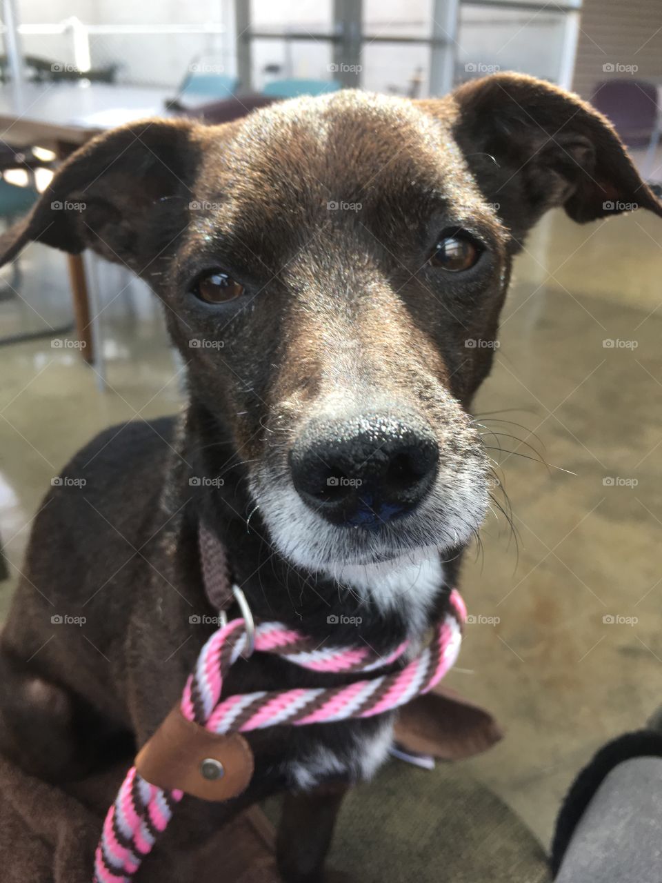 Bath day for Mr. Lucky; Senior male shelter pup, Chihuahua Mix; 8.5 years; quick learner and super sweet!  🍀