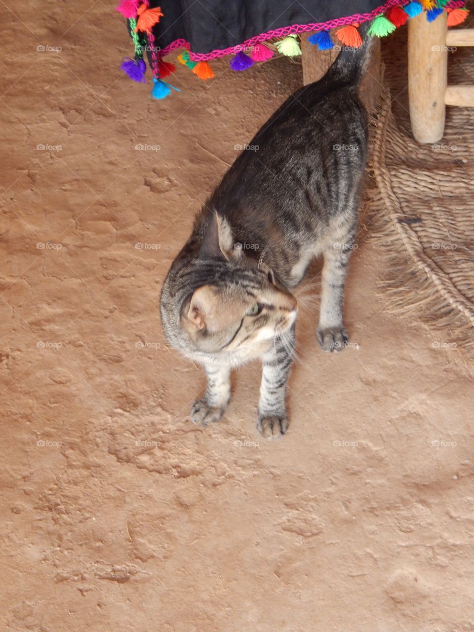 A desert cat in Morocco 