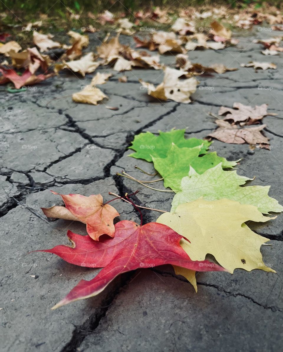 Fallen autumn leaves