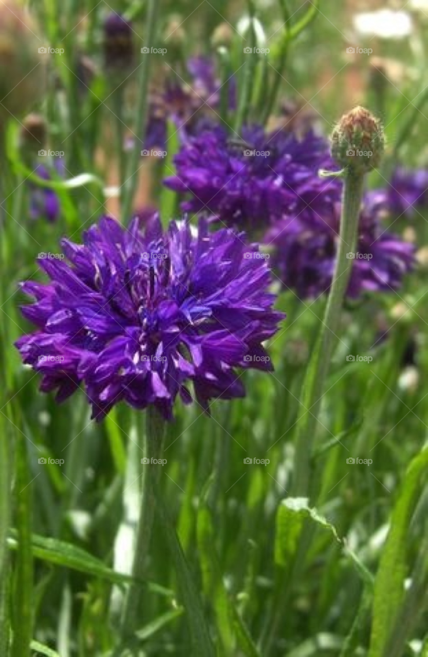 green flowers field blue by Amy