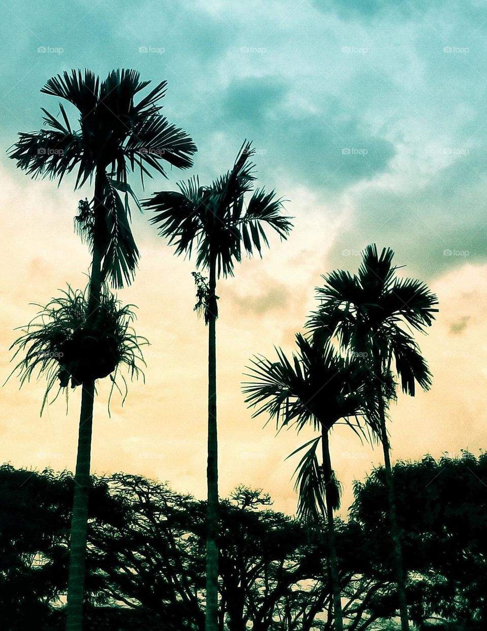 palms