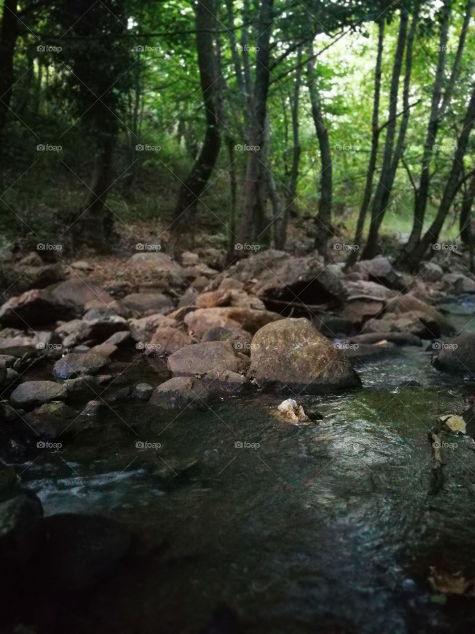 the stream in forest