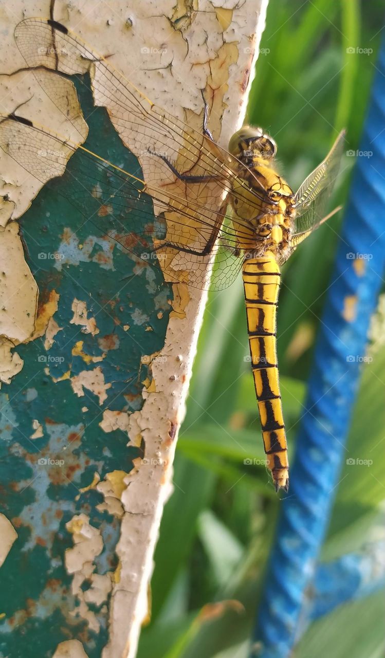 Orthetrum cancellatum Linnaeus