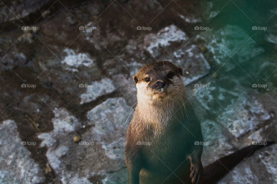 Curious otter at a zoo in Massachusetts. 