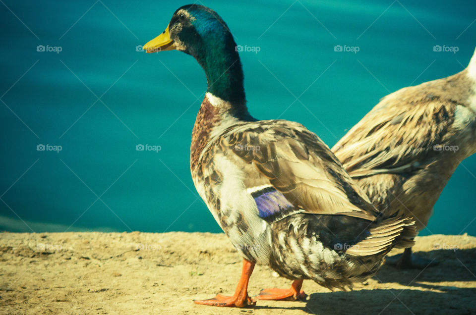 duck. duck at a park