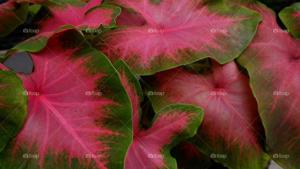 Caladium is a group of plants from the genus Caladium