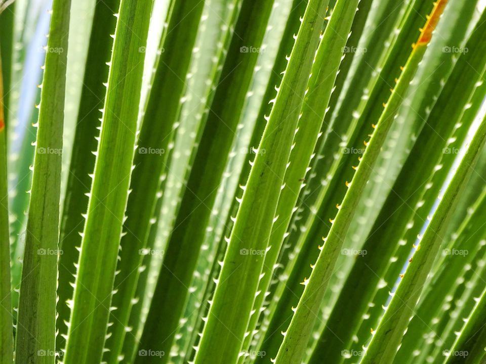 The beauty of the leaves