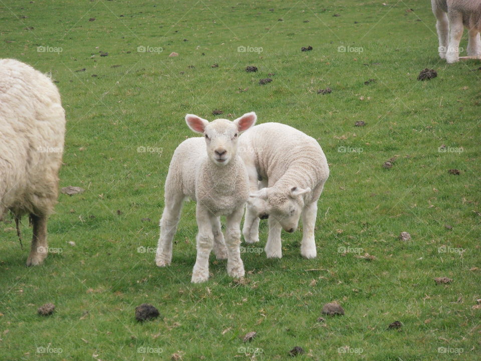 Lambs In A Field